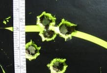 Understanding Your Rifle’s Performance Through Standard Deviation robby 3